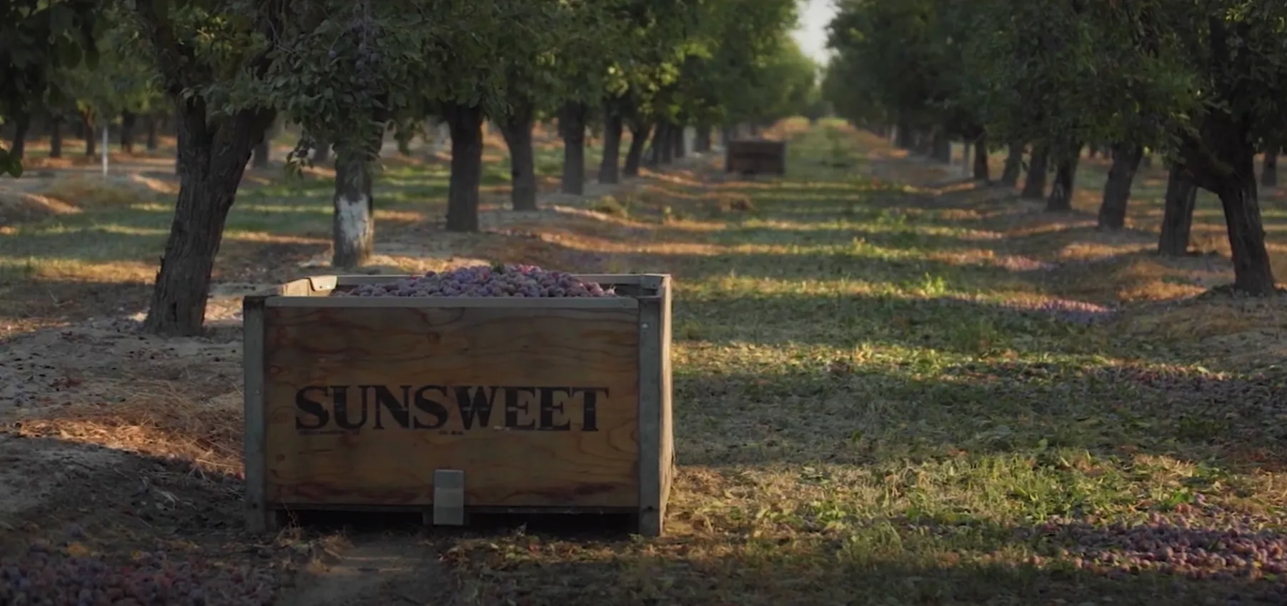 How Sunsweet Turned SAP Access Control from a Liability into a Strength 